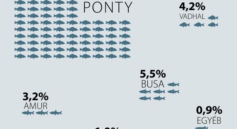 Visszaesett a hazai tógazdasági haltermelés 2025-ben