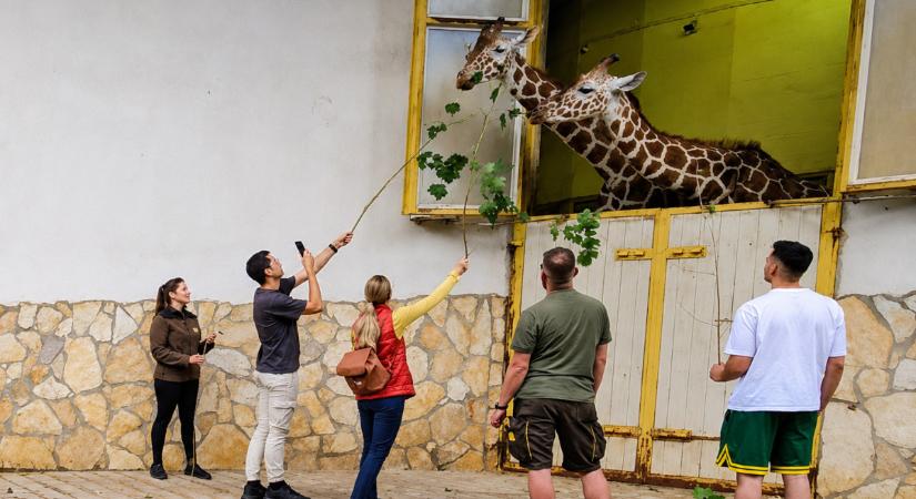 Így etethetsz zsiráfot a debreceni állatkertben