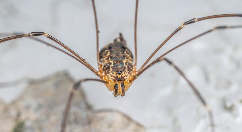 Ezt sokan nem tudják: ezért nem jó ötlet kitenni a lakásban talált pókot