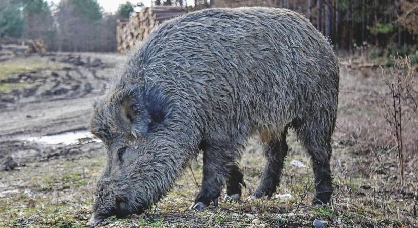 Átléptek egy határt - aggasztó hír érkezett a 100 százalékban halálos kórról