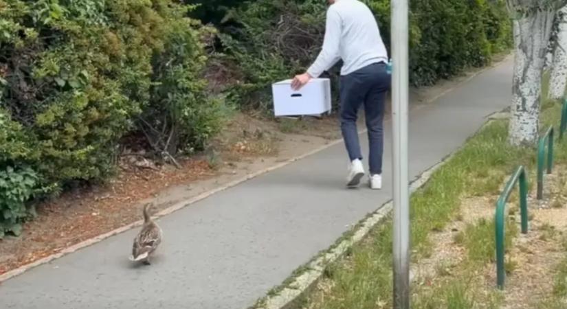 Kacsa család rekedt egy újbudai parkban, a rendőrség is beszállt a mentőakcióba