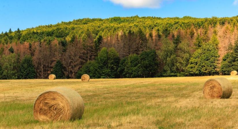 Bajban az állattartók: olyan drága a széna, hogy már lopják - felméri a hiányt a minisztérium