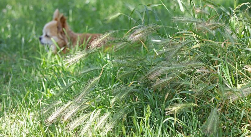 Toklászcsata Zalaegerszegen: az állatorvos szerint erre figyeljen minden kutyás