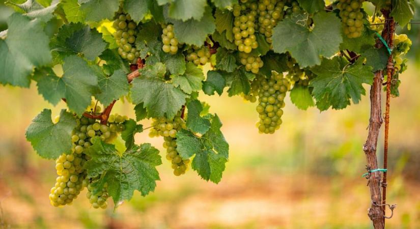 Kizárás járhat érte: szigorú agrotechnikai határidők az AKG-ban