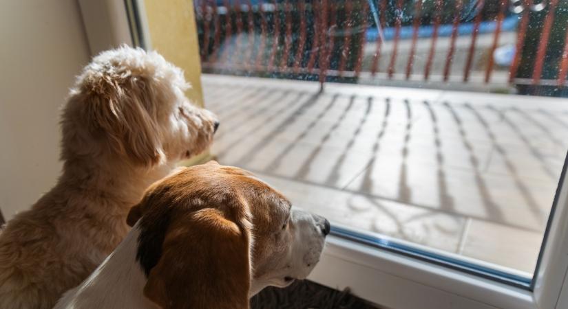 Columbo kutyája is felkerült a listára: ezek a legnyugodtabb kutyafajták