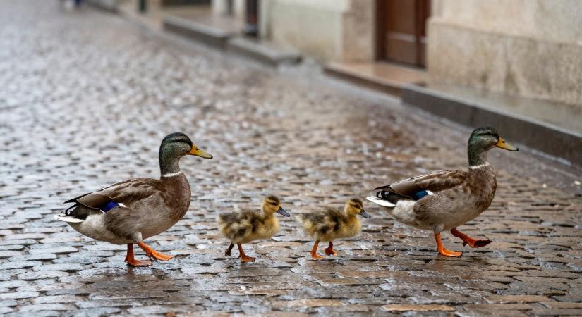 Rendőri felvezetést kapott egy kacsacsalád Újbudán – ennél cukibb ma már nem lesz