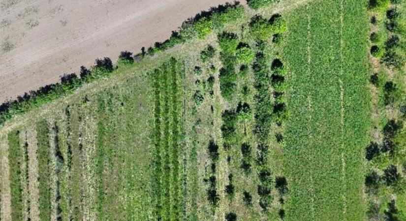 Gazdálkodás 300 mm csapadékkal, drága műtrágya nélkül: működik a magyar agrárerdészeti modell