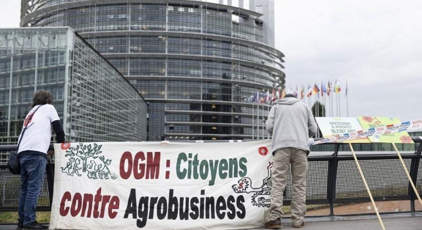 Elszabadult a vita az új GMO-k miatt: nekimentek a természetvédők a Tisza Párt képviselőinek