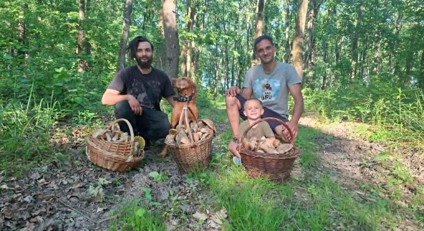 Nyári gomba az avar alatt? A somogyi erdő tele van vele, mutatjuk hol találod a legfinomabb kalaposokat