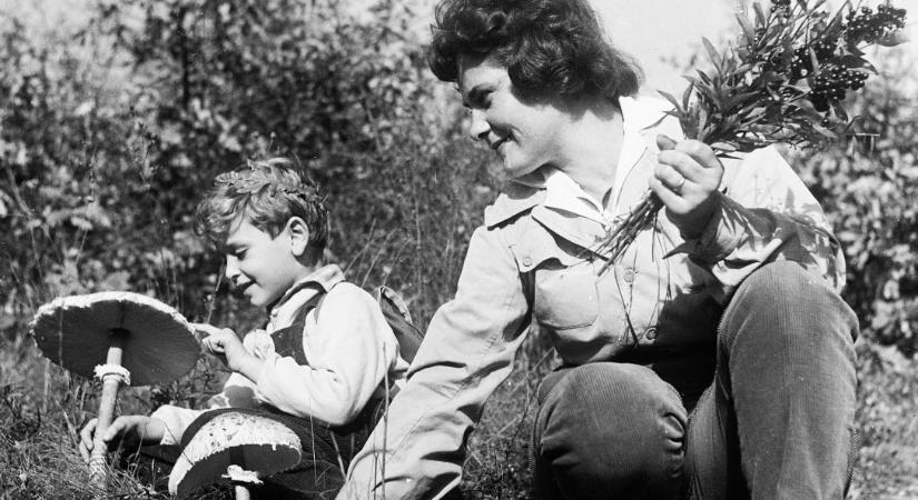 Kosztolányi-novella is születhetett volna Hollós László gombászó kalandjaiból