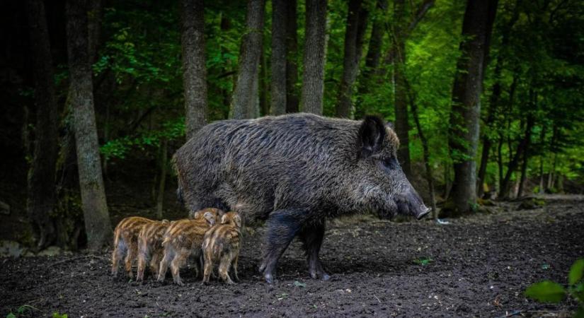 Európai sertéspestis-helyzet 2026: szigorú járványvédelmi lépésekkel előzhető meg az állományok felszámolása