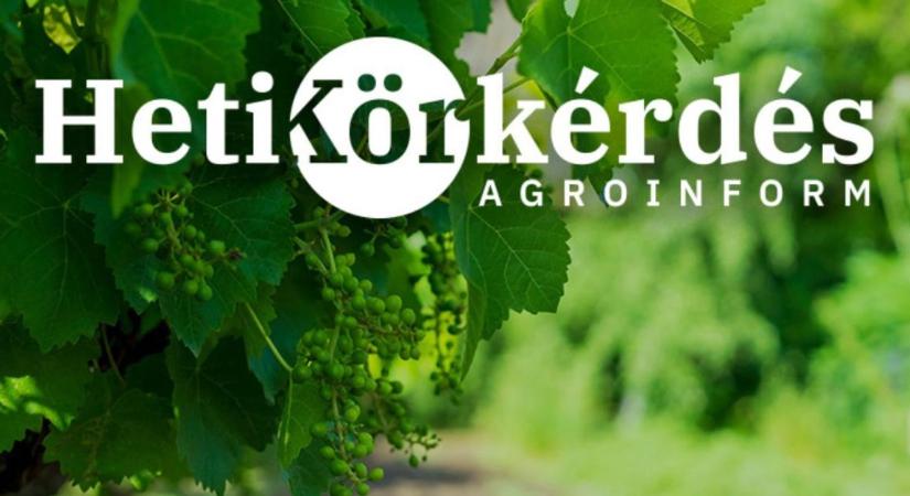 Sürgős beavatkozások szőlőben, gyümölcsösben – Heti Körkérdés