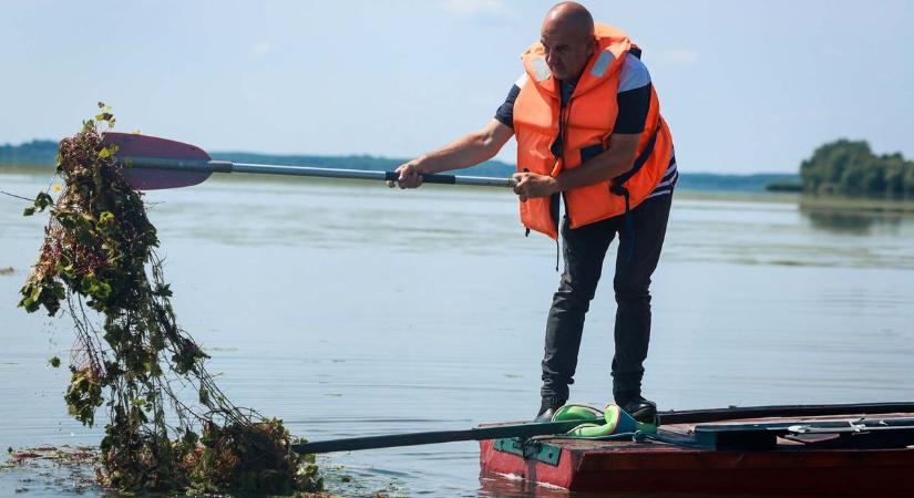 Kellemeset a hasznossal: megnéztük, milyen a Tisza-tavi vízi gyomlálás, amihez a csónakot is ingyen adják