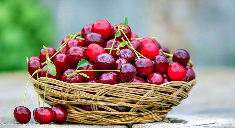 Jó termést ígér a svájci cseresznyeszezon
