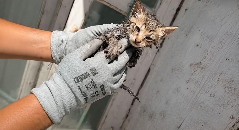 A csatornából sírt segítségért a cica a Balatonnál – videón a megható mentőakció