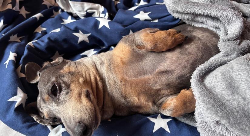 Miért beszélek a kutyámhoz úgy, mintha érettségi előtt álló kamasz lenne?