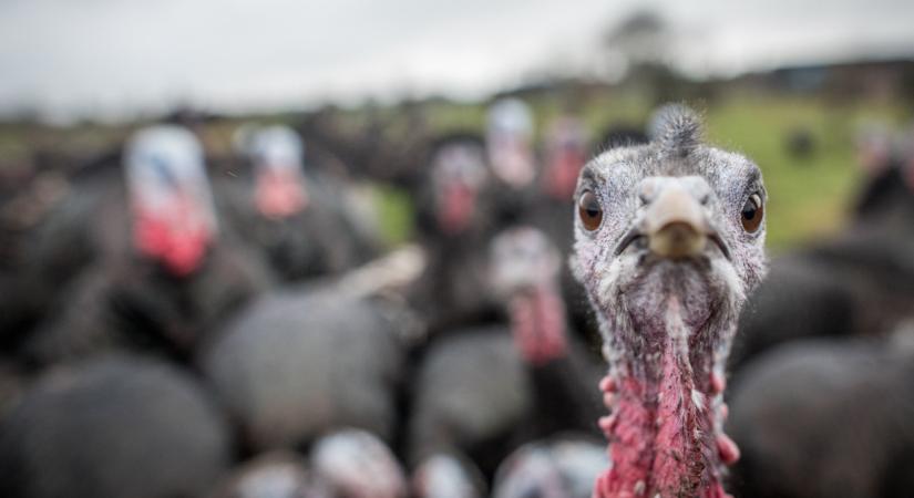 A britek meglépték: döbbenetes új szabályok jönnek a pulykatartásban