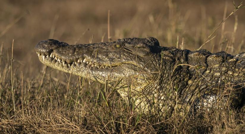 Krokodilok közé került egy 3 gyerek Angliában és életveszélyes sérüléseket szenvedett