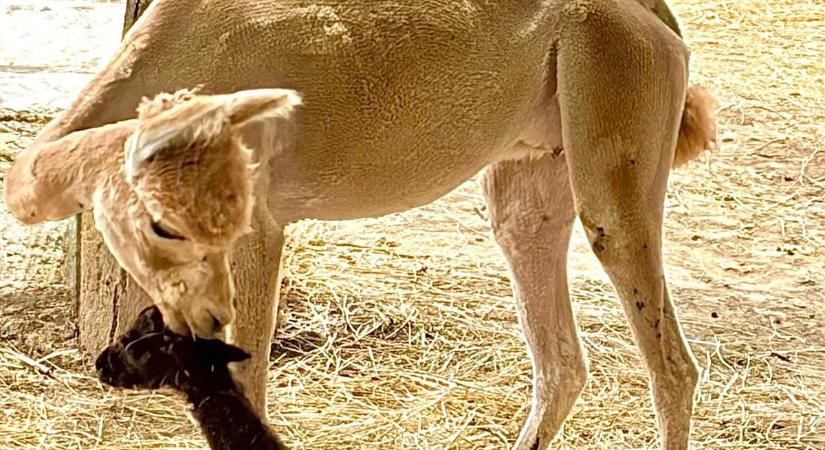 Bővült a miskolci alpakacsalád: Süti és a külföldi szépfiú szerelméből tündéri kislány született