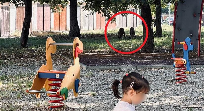 Vaddisznók korzóznak ezen a bakonyi játszótéren, egyre türelmetlenebbek a helyiek (fotók, videó)