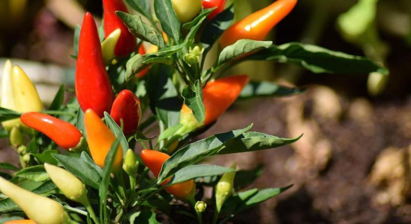 Ezért állhat le teljesen a paprika fejlődése még jó időjárás mellett is