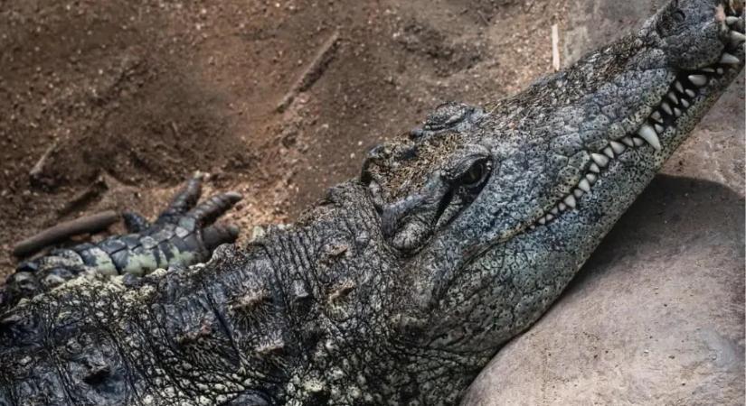 Krokodilok közé esett egy hároméves gyerek Angliában, a rendőrök szerint egy férfi dobhatta be őt oda