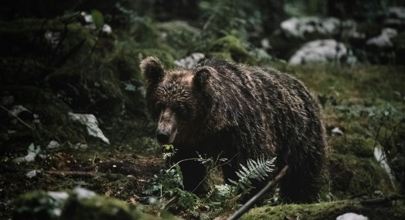 Nem ijedt meg a medve, helyette támadott – ketten kerültek sürgősségire