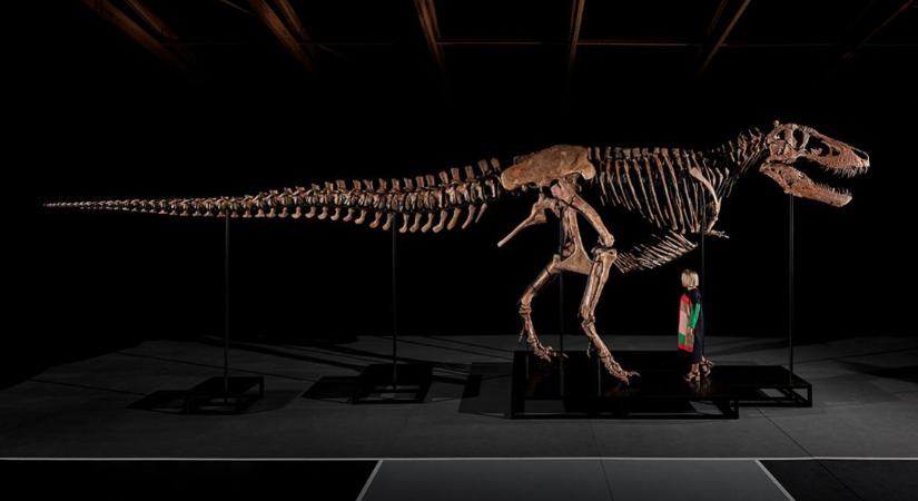 9 milliárdot érhet Gus, a legteljesebben fennmaradt T-rex