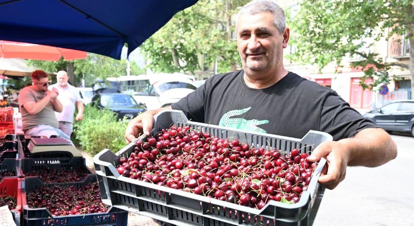 Akár napi harmincezer forintot is lehet keresni a nagykörűi cseresznyeszürettel