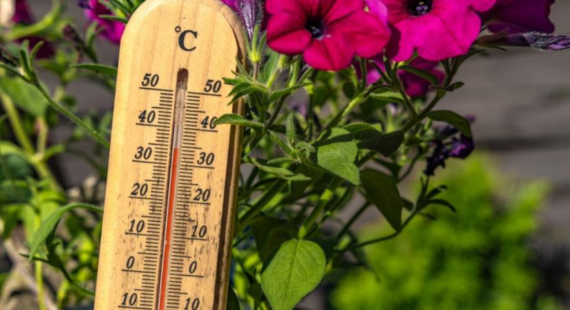 5 tipp, hogy a növényeid túléljék a nyári hőséget!