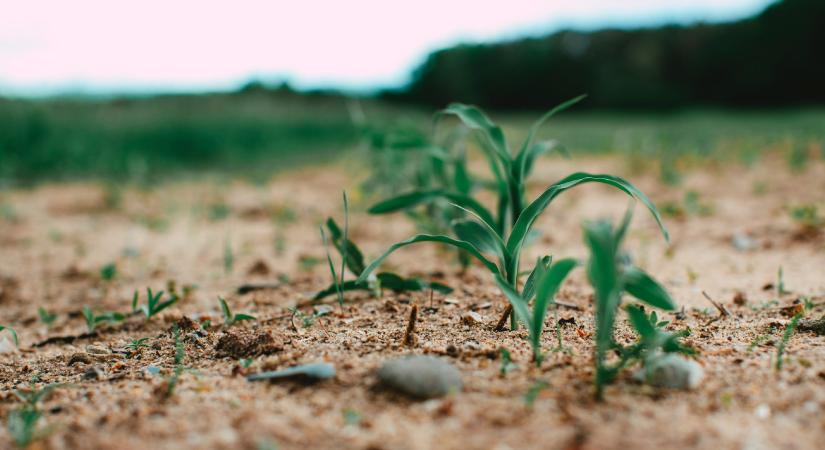 Váratlan fordulat: a Tisza támogatta a megengedőbb uniós GMO-szabályozást