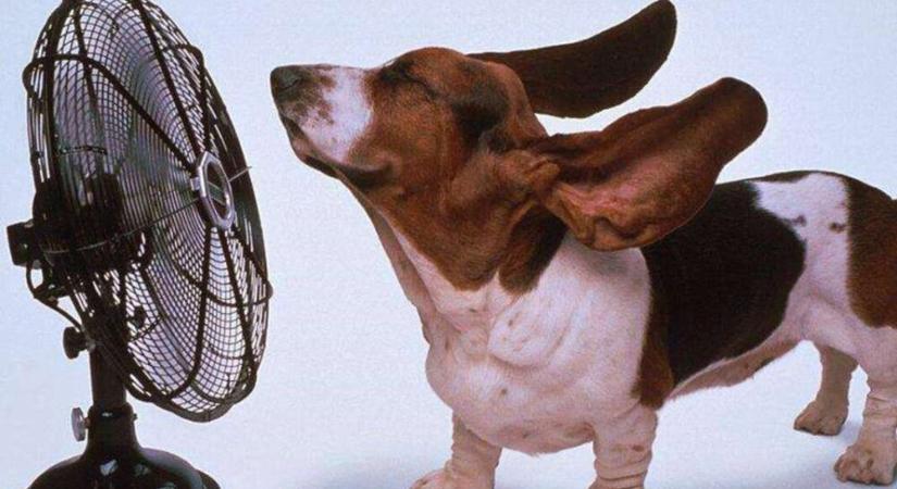 10 kevéssé ismert tipp a kánikula túlélésére