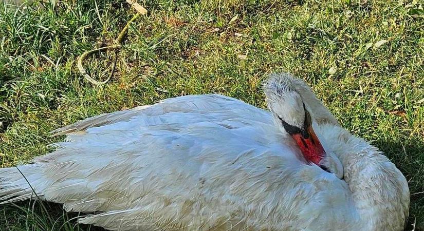 Húsba vágó probléma a Balatonnál: a horog nem csak a halakra lehet veszélyes