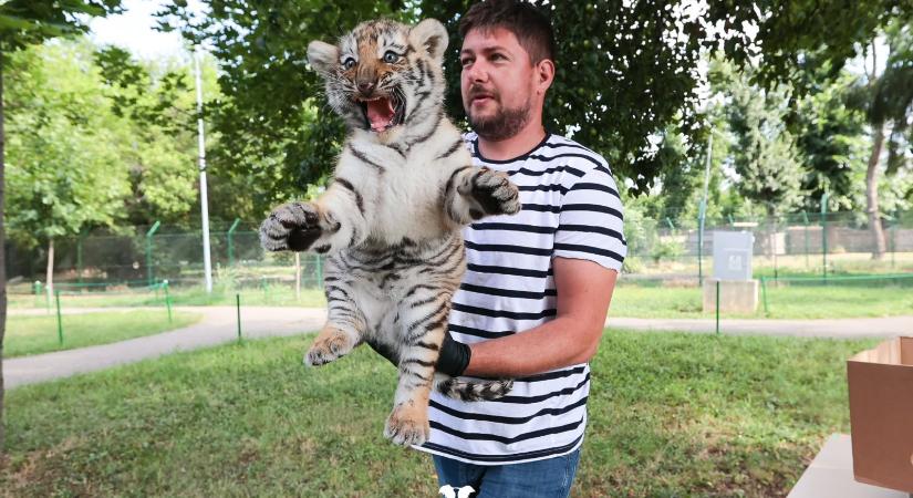 Szibériai tigriskölykök születtek a nagyváradi állatkertben (FOTÓ)