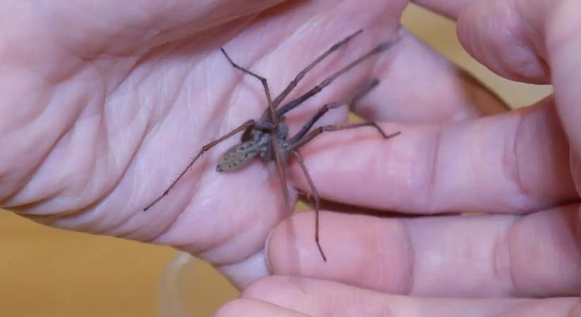Ezért nem szabad kitenni a lakásból a talált pókot