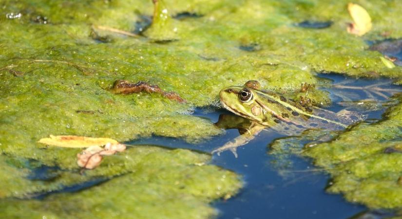 Szombattól másodfokú hőségriasztás lép életbe országszerte, a Balaton térségét is eléri a kánikula