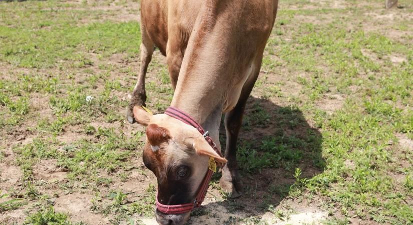 A rekordgyőztes brazilok meccsére is tippelt Gerda, a tehén (videó)