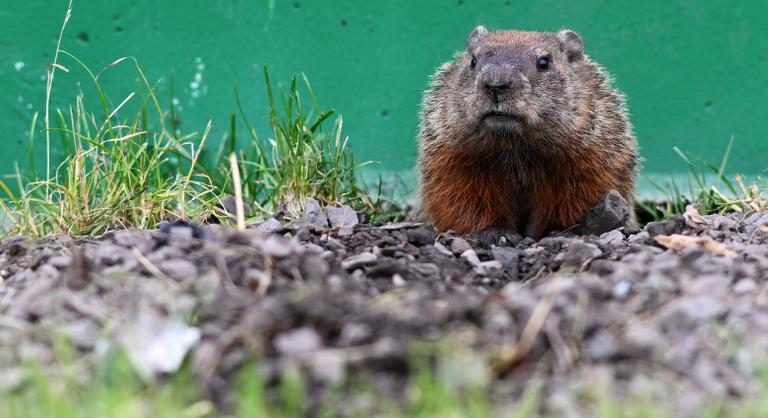 A legkorábbi pestisjárványokat mormoták okozhatták