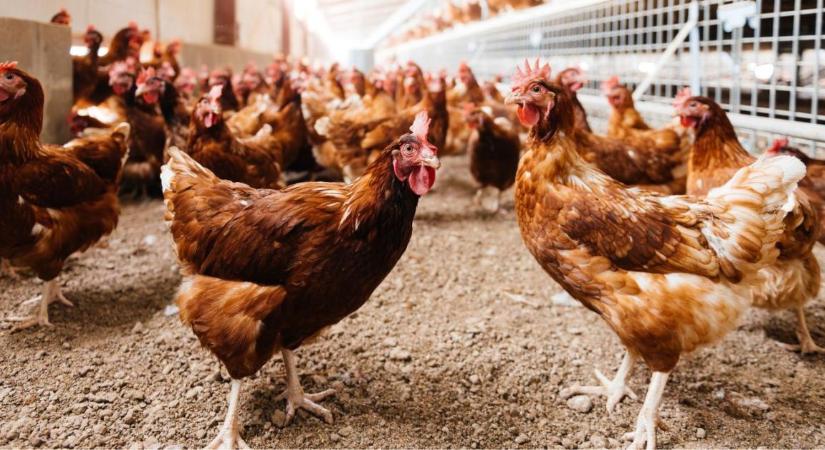 60 év után tért vissza a pusztító baromfikór