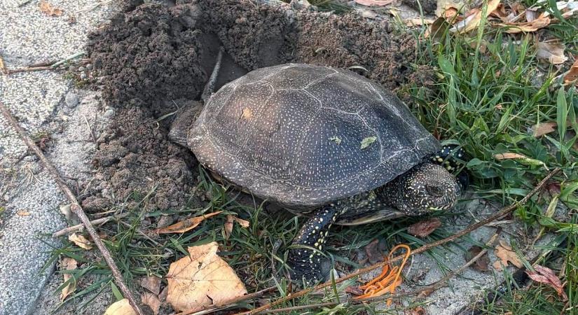 Panzió kertjébe rakott tojásokat egy mocsári teknős Balatonmáriafürdőn