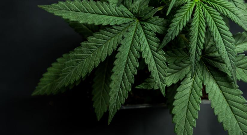 Rekordmennyiségű kannabiszt foglalt le a brit határrendészet