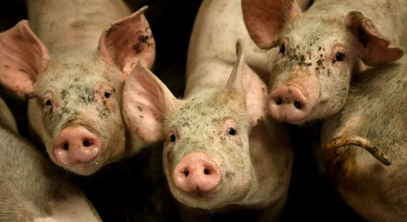 „Egészséges erekció, pattogó petefészek tüszőkkel” – elmondta az államtitkár, miért kell sertéshúst fogyasztani