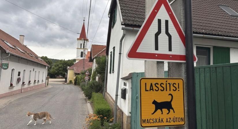 Új jelzőtábla került ki egy észak-balatoni faluban a sorozatos macskagázolások miatt (veol.hu)