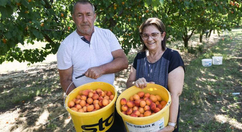 Elrajtolt a kajsziszezon Győr-Moson-Sopronban, a termelők gyümölcscsalásokra figyelmeztetnek
