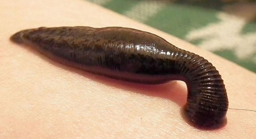 A Balaton piócáitól ments meg, Uram minket?- Ezt kell tenni, ha ránk tapadnak a strandon