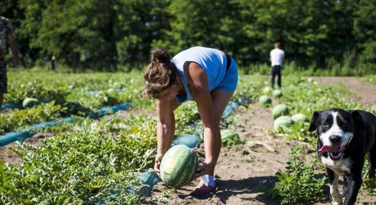 A napszámosok napidíja akár 7000 dinár is lehet, mégis alig találnak munkaerőt