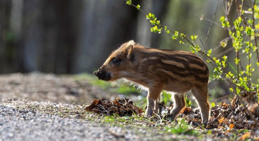 A jó szándék is bajt okozhat: ezért ne nyúljon a talált vadmalachoz