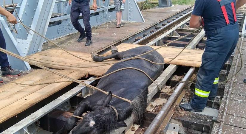 Vasúti sínek közé szorult lovat mentettek a tűzoltók