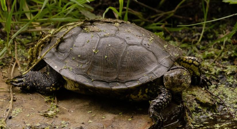 Mocsári teknős rakott tojásokat egy balatoni étterem területén – tudják, mit csináltak vele a tulajok?