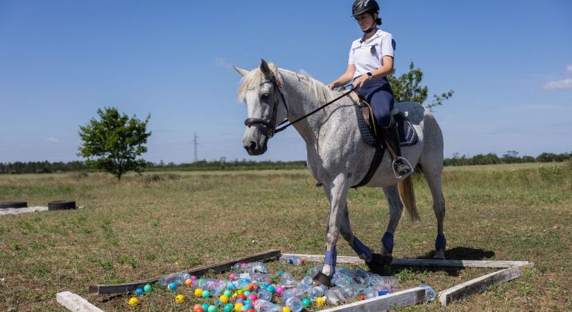 Brutális hang- és stressztesztekkel készültek fel a lovak a polgárőr vizsgára fotók, videó